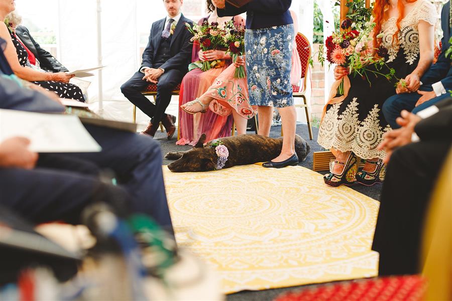 Wedding guests including a sleeping dog by Camera Hannah Photography