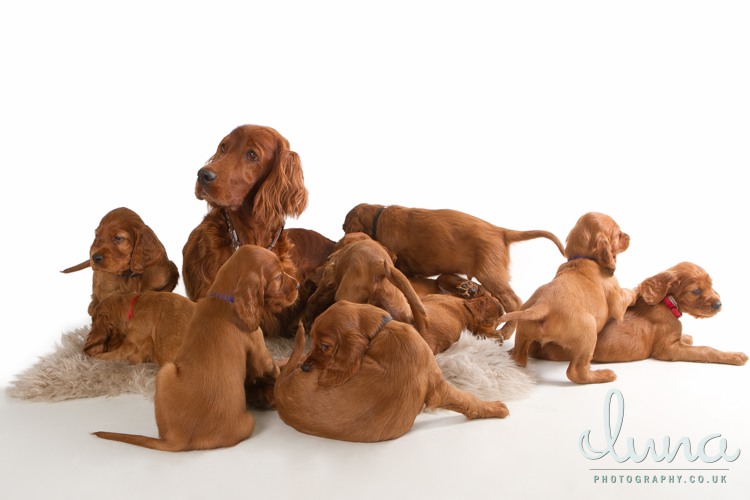 Luna Photography 12 red setter puppies